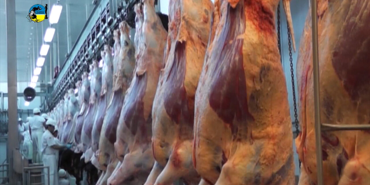 Carne Bovina en U$S 4.783 la tonelada