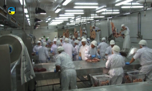 Faena Bovina: 13% inferior a la semana anterior