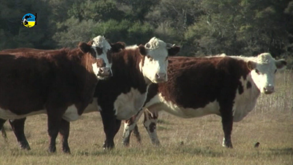 imagen de vacas en el campo, mercados y negocios de haciendas