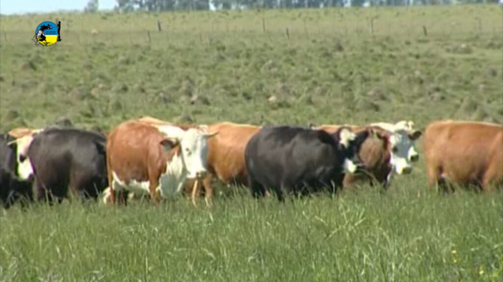 imagen de ganado en el campo novillo mercosur: paraguay sorprendente suba