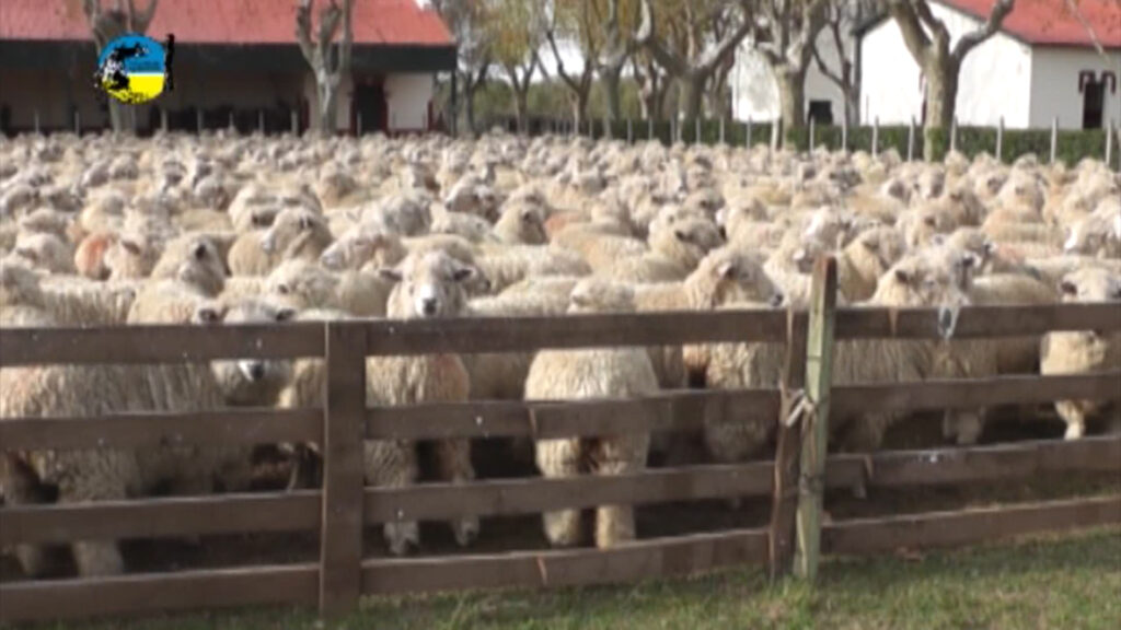 imagen de lanares en el corral