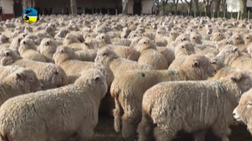 imagen de lanares en el corral