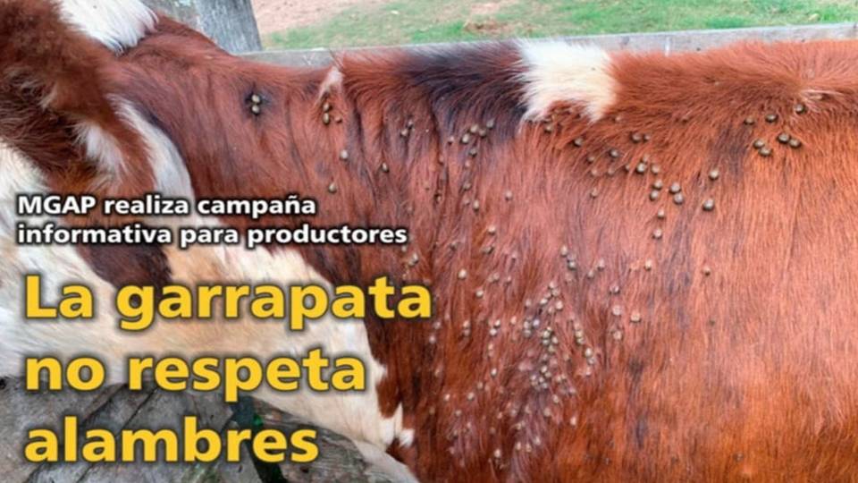 Palenque Rural: La Garrapata