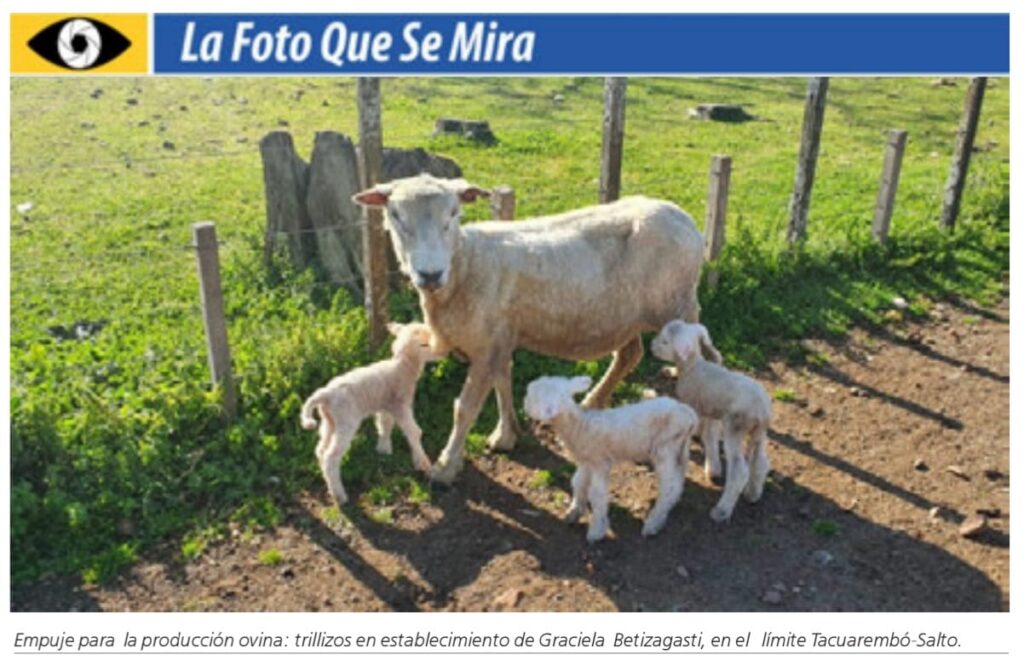 IMAGEN DE OVEJA CON TRES CORDEROS
