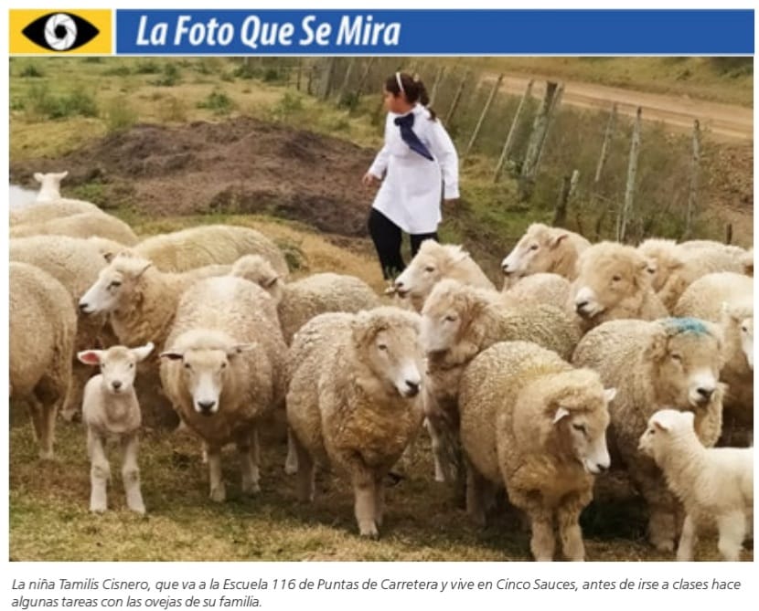 IMAGEN DE LA FOTO QUE SE MIRA, NIÑA CON SU TÚNICA ESCOLAR ENCERRANDO LAS OVEJAS