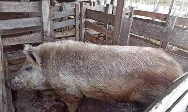 Uruguay refuerza controles ante Peste Porcina