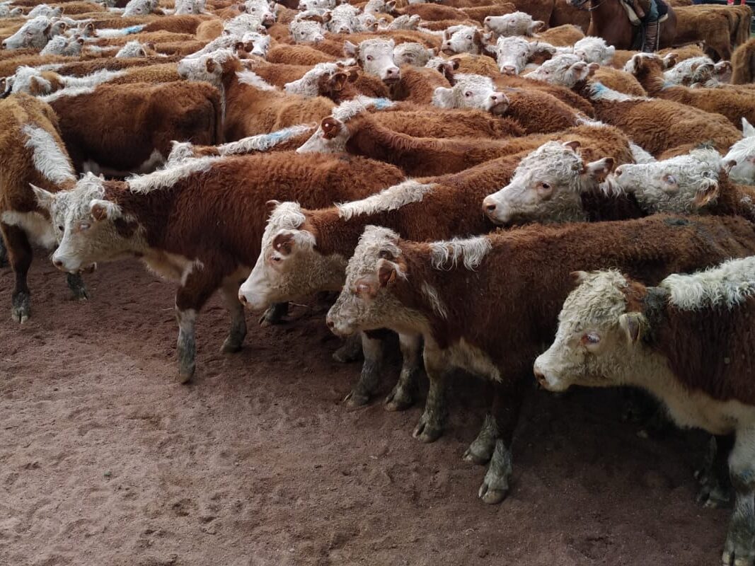 imagen de terneros en la pista de un remate, palenque: mercado de haciendas