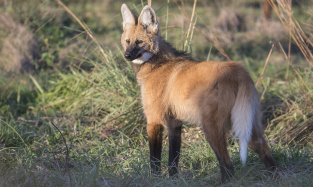 Aguará guazú: ¡Lobo está! Cuidémoslo