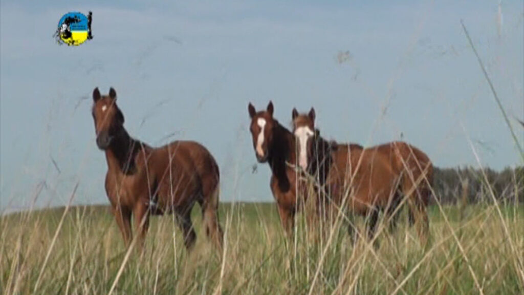 IMAGEN DE CABALLOS EN EL CAMPO EL VALOR DEL EQUINO