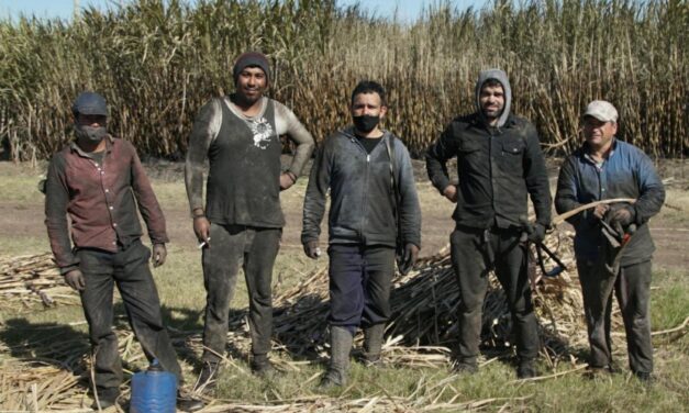 Caña de azúcar: MGAP creó Mesa tecnológica