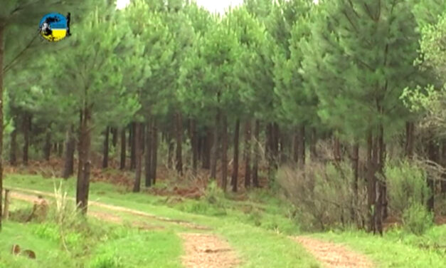 Forestación: Junta sugiere se revise normativa