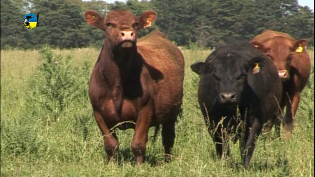 IMAGEN DE GANADO EN EL CAMPO NOVILLO BRASILEÑO EL DE MENOR VALOR
