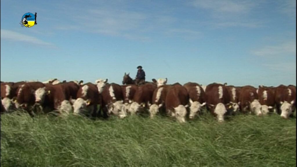 imagen de ganado en el campo, noivillo mercosur: en uruguay se fortalece 