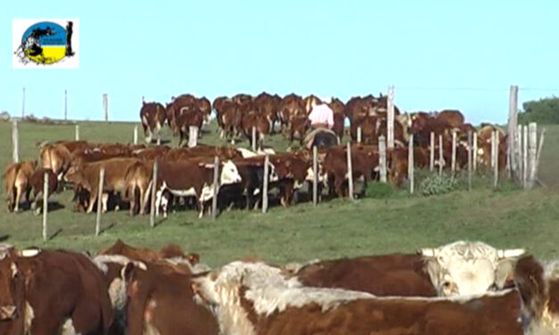 Novillo Mercosur: en Uruguay se fortalece
