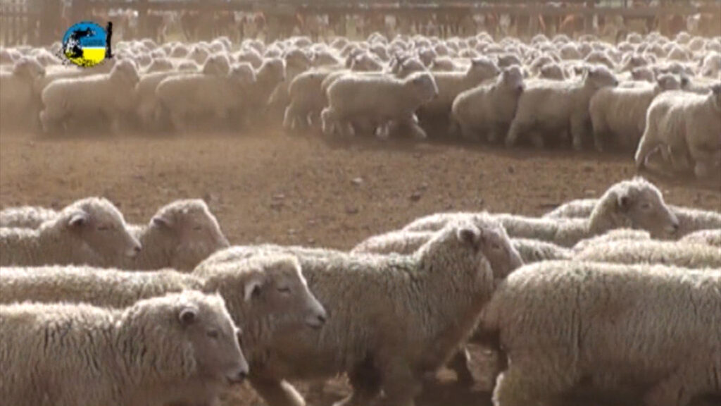 imagen de lanares