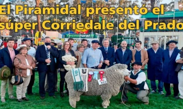 Palenque Rural: super corriedale del Prado