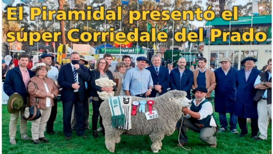 Palenque Rural: super corriedale del Prado
