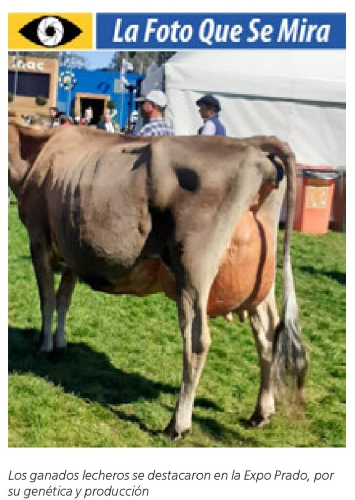 LA FOTO QUE SE MIRA, VACA JERSEY EN EL PRADO 2021