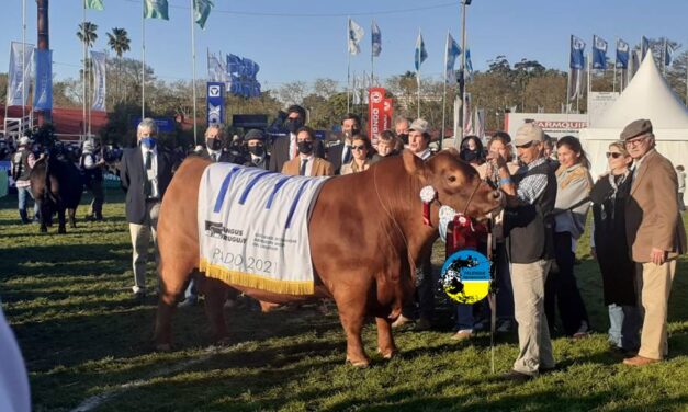 San Salvador: Gran campeón Aberdeen Angus