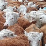 Novillo Mercosur: Uruguay marca un nuevo precio récord