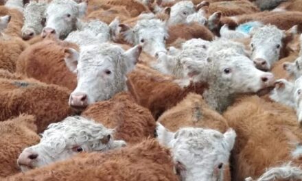 Novillo Mercosur: Uruguay marca un nuevo precio récord