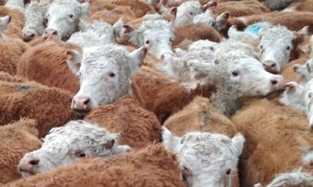 Novillo Mercosur: Uruguay marca un nuevo precio récord