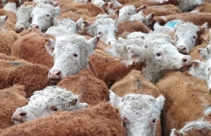 Novillo Mercosur: Uruguay marca un nuevo precio récord