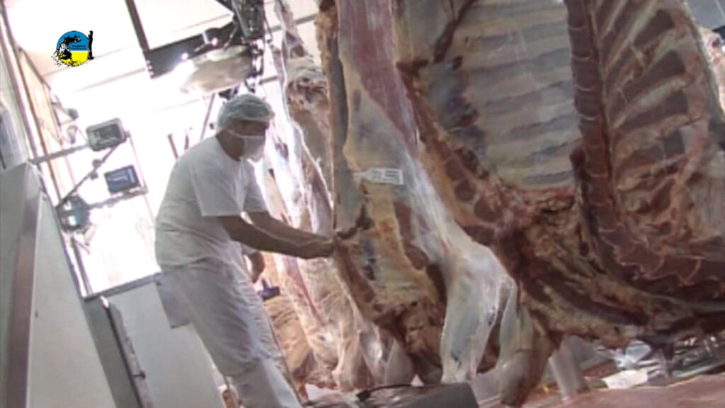 IMAGEN DE FAENA BOVINA FUE DE 54.672 CABEZAS