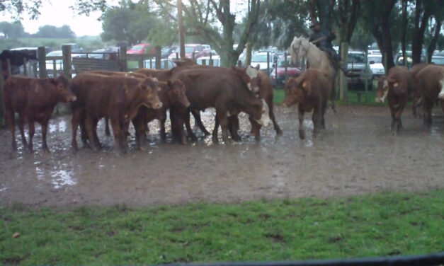 Paso Casildo: Vacas gordas hasta U$S 1.100