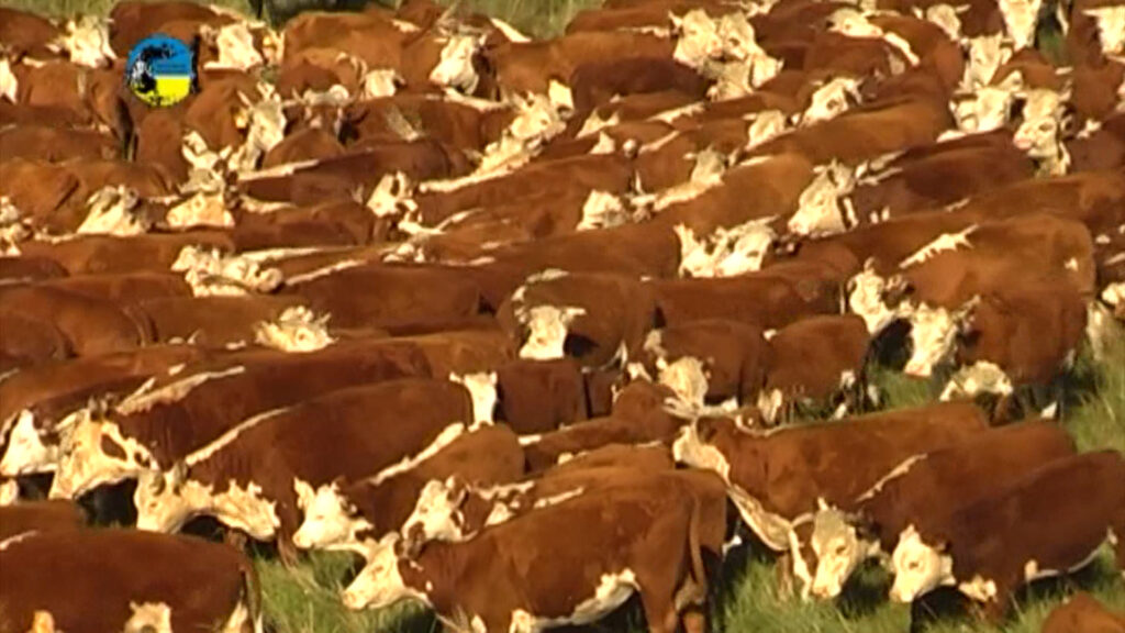 IMAGEN DE GANADO HEREFORD EN EL CAMPO, MERCADO GANADERO: SIGUE ESCALANDO POSICIONES 