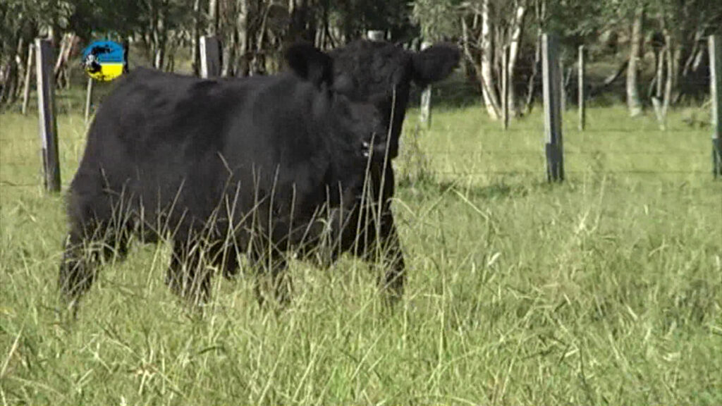 imagen de ternero en el campo 