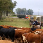 Novillo Mercosur: precios récord en Uruguay y Paraguay
