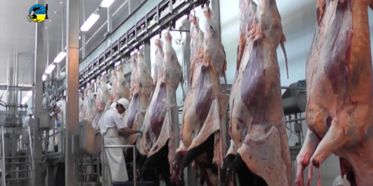 Faena Bovina fue de 37.875 cabezas