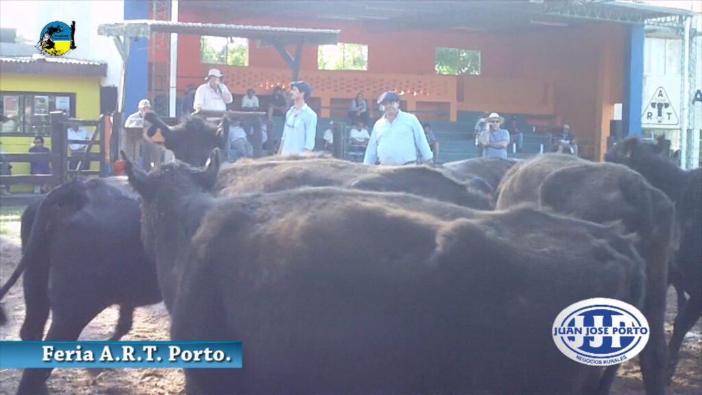 imagen de juan josé porto rematando en la rural de tacuarembó con ganados en la pista 