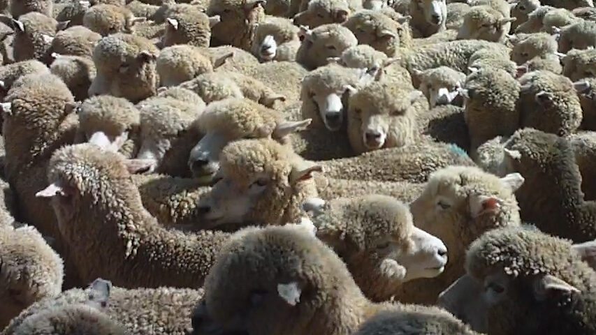 imagen de lanares 