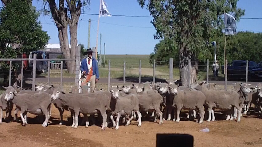 imagen de lanares en la pista de local curtina: gran feria 