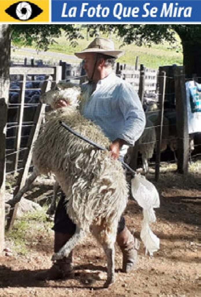 imagen de la foto que se mira, un hombre llevando una oveja en andas