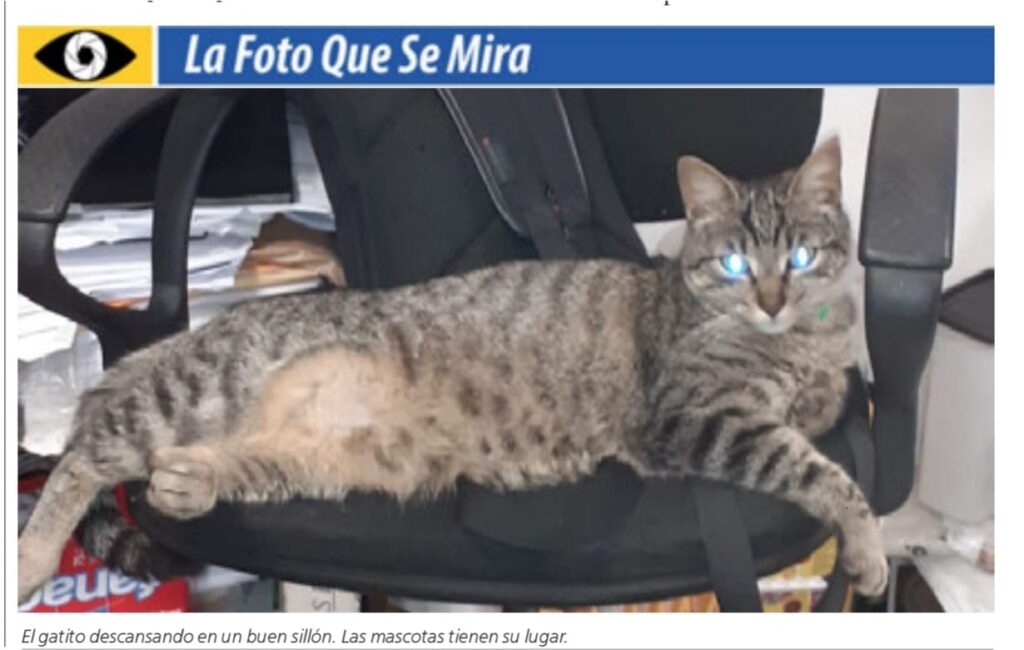 imagen de la foto que se mira, un gato descansando en una silla 