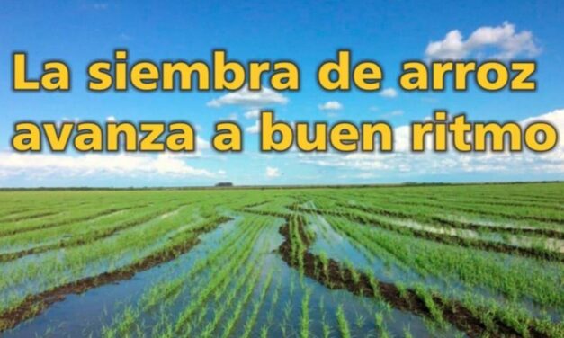 Palenque Rural: siembra de arroz