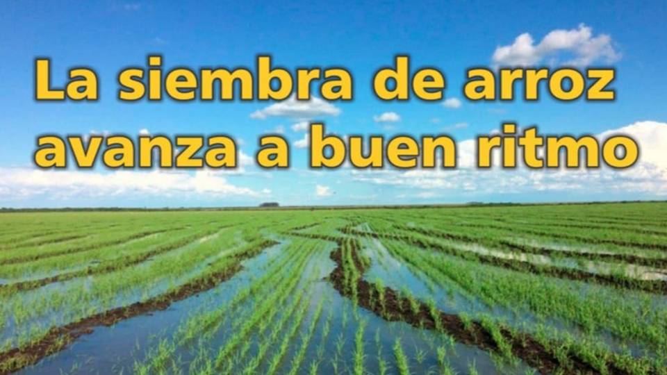 Palenque Rural: siembra de arroz