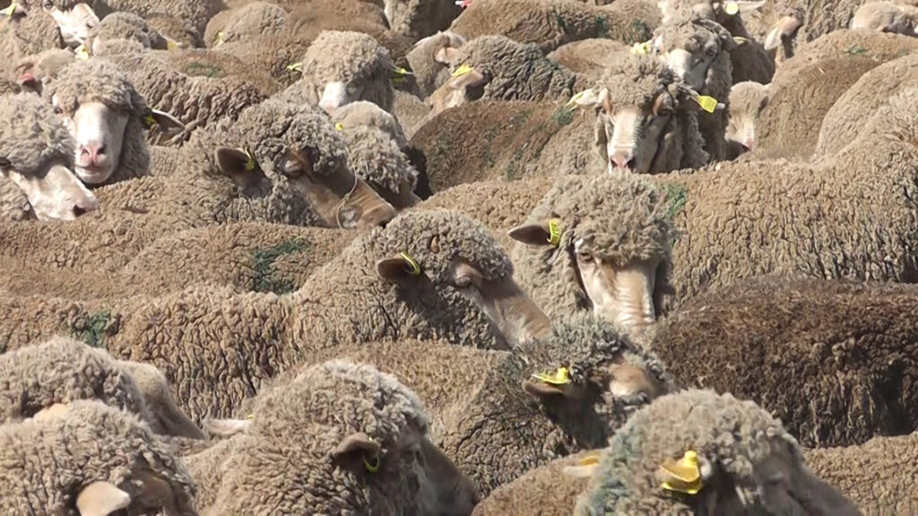 imagen de ovejas, erradicación de la bichera 