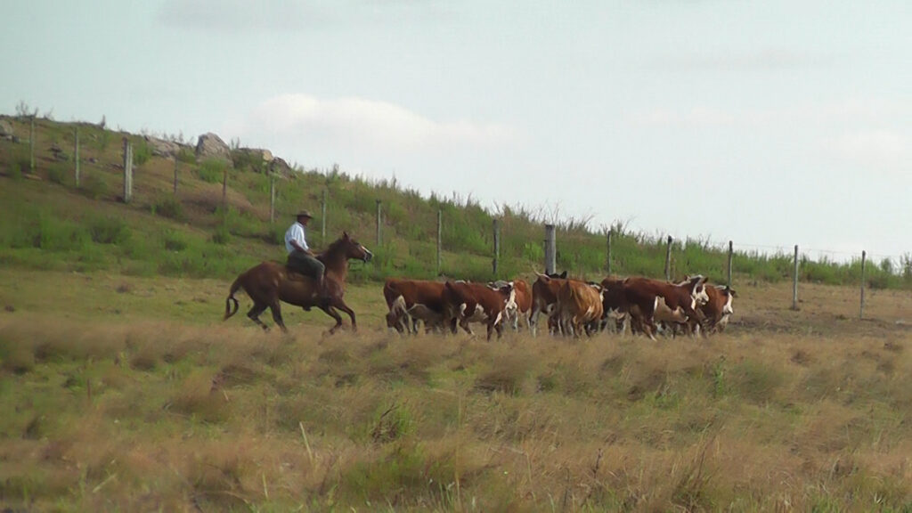 imagen de gaucho a caballo llevando ganado, novillo: uruguay se acerca a la argentina 