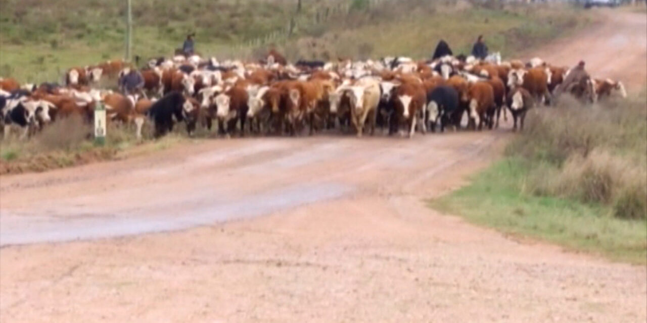 MGAP habilitó pastoreo en la vía pública