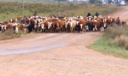 MGAP habilitó pastoreo en la vía pública