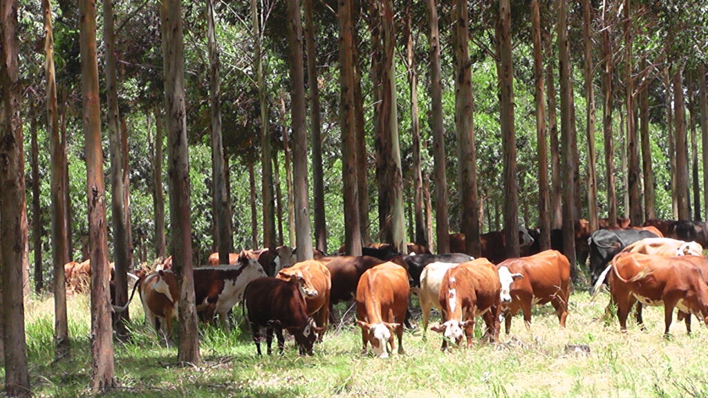 imagen de forestación y ganado, sector forestal 