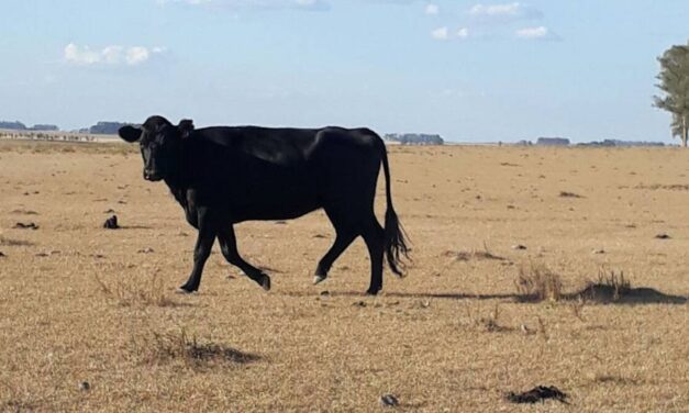 Ganadería declara emergencia agropecuaria