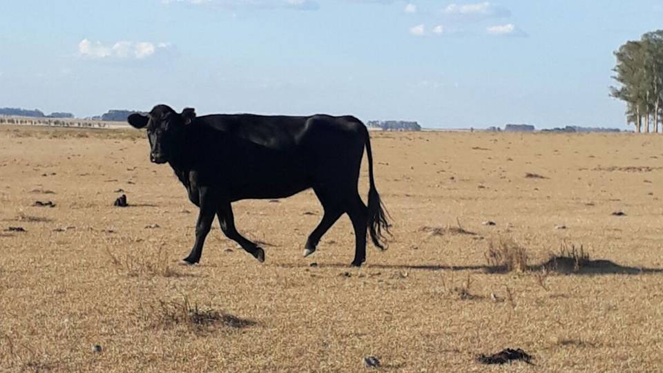 Ganadería declara emergencia agropecuaria