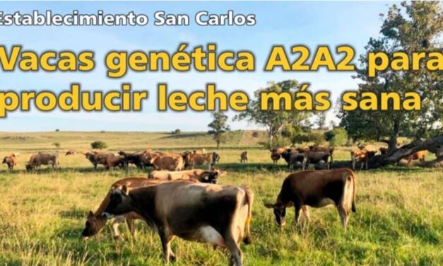 Palenque Rural: Vacas Genética A2A2