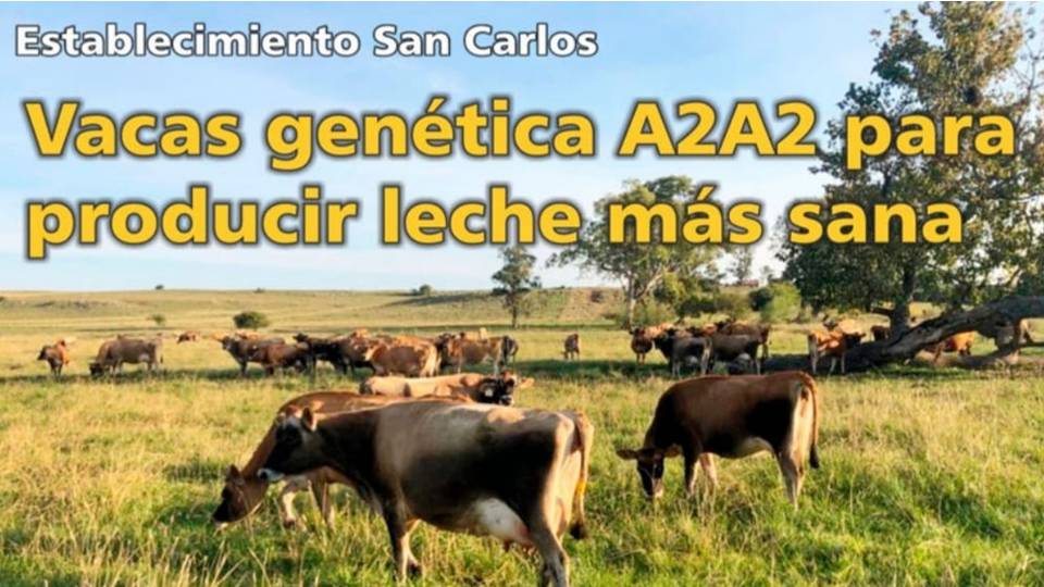 Palenque Rural: Vacas Genética A2A2