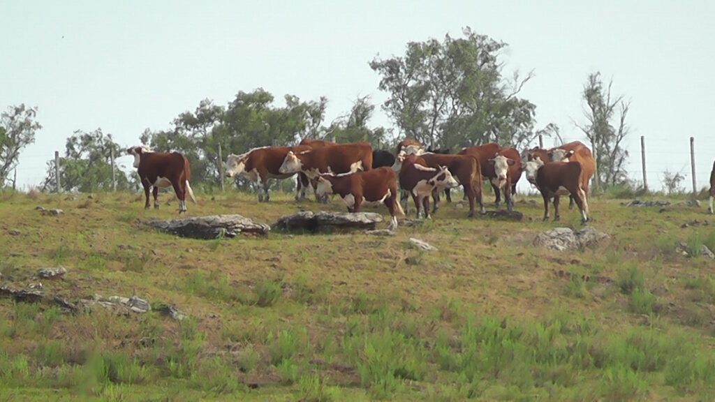 imagen de ganado en el campo, negocios particulares de haciendas 